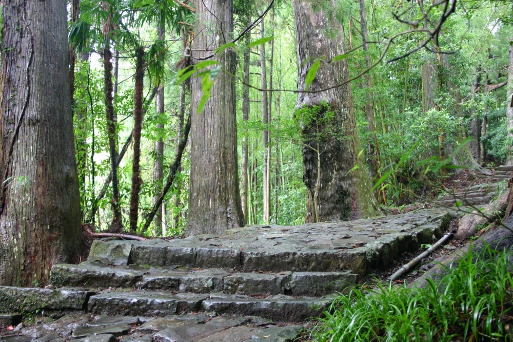 熊野古道森中